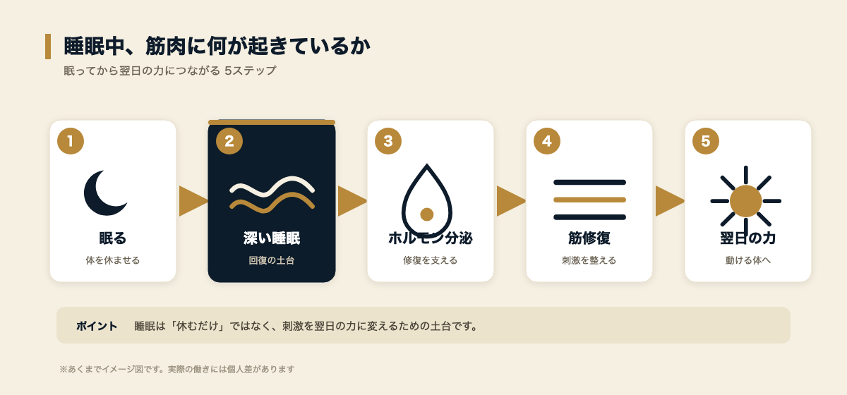 睡眠中の筋肉回復5ステップ。深い睡眠でホルモン分泌が活発になり筋修復が進む